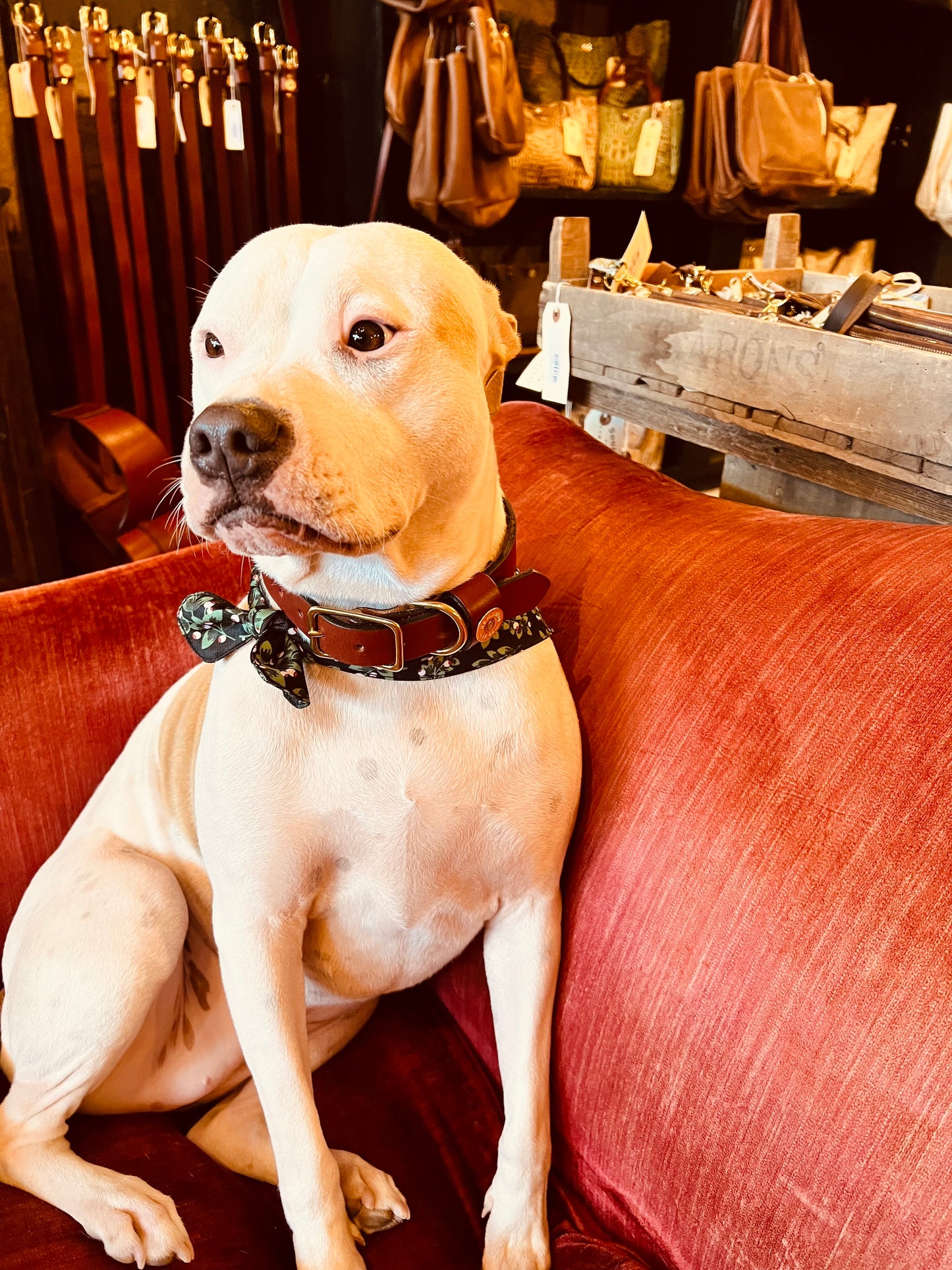 Leather Dog Collar